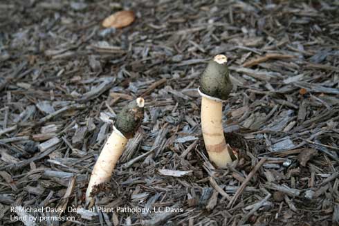 Fruiting bodies of a common stinkhorn mushroom, <Phallus impudicus.</i>.