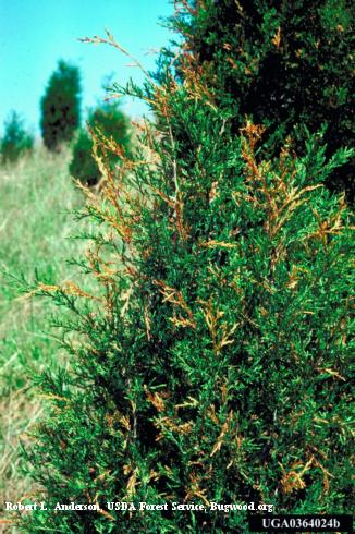 Dieback of numerous shoot tips on a red cedar with Phomopsis canker, <i>Phomopsis juniperivora</i>.