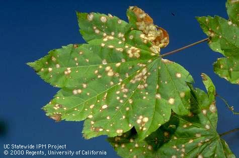 Foliage damaged by maple leaf spot.