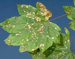 Phyllosticta  leaf spot