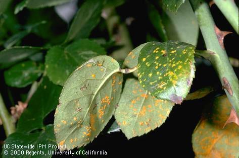 Dry, orangish spore masses on the underside, and discolored spots on the upper side, of rose leaves infected by rose rust, <i>Phragmidium mucronatum.</i>.