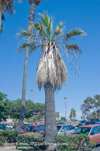 California fan palms with diamond scale typically have a reduced canopy of leaves.