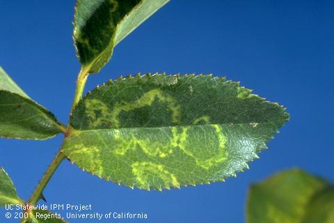 Necrotic ringspot virus ring patterns on rose leaves.