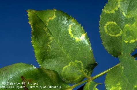 Necrotic ringspot virus ring patterns on rose leaves.