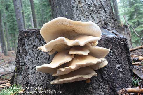 Fruiting bodies of the oyster mushroom, <i>Pleurotus ostreatus,</i> on a stump.