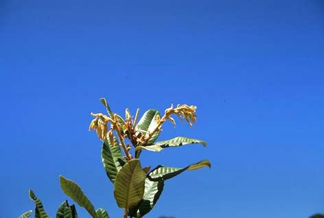 Stunted, yellow, and wilted new shoot terminals of tanbark oak, a typical symptom of infection by the sudden oak death pathogen, <I>Phytophthora ramorum.</I>.