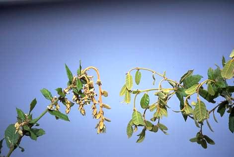 Tanbark oak shoot wilted from <I>Phytophthora ramorum</I> (left) compared with healthy shoot (right). 