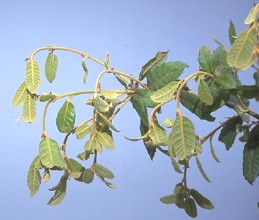 Foliage of tanbark oak