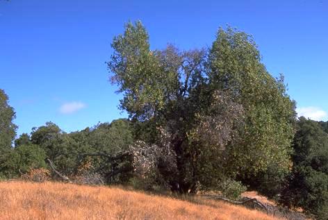 Coast live oak with limbs killed by the sudden oak death pathogen, <I>Phytophthora ramorum,</I> possibly spread from nearby infected California Bay laurel.