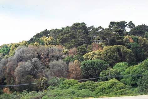 Tanoaks killed by Phytophthora ramorum.