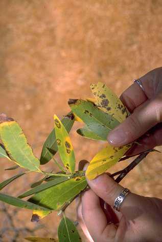 Dark necrotic foliar lesions on California bay laurel infected with <I>Phytophthora ramorum.</I> .