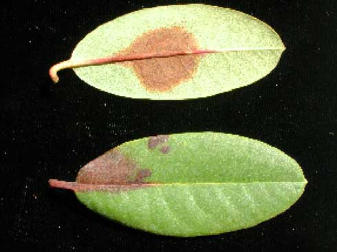 Foliar lesions on rhododendron leaves infected with <i>Phytophthora ramorum.</i>.