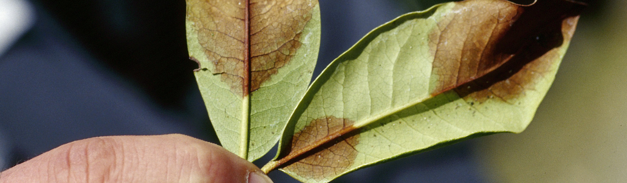 Leaves with brown lesions of Ramorum blight, Phytophthora ramorum, which also causes sudden oak death.
