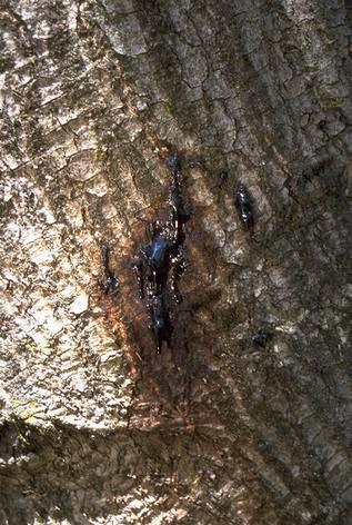 Viscous sap oozing from trunk of coast live oak infested with Phytophthora ramorum.