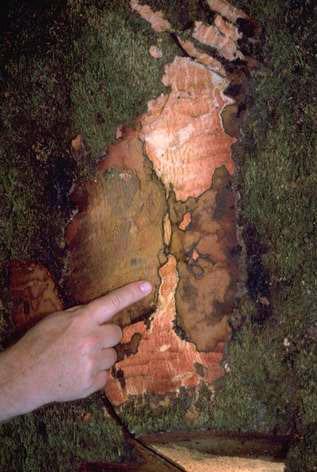 Reddish, discolored tissue and distinct, black zone lines beneath the bark of a black oak infected with Phytophthora ramorum.