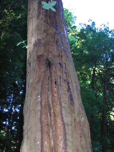 External bleeding symptoms on a tanoak trunk.