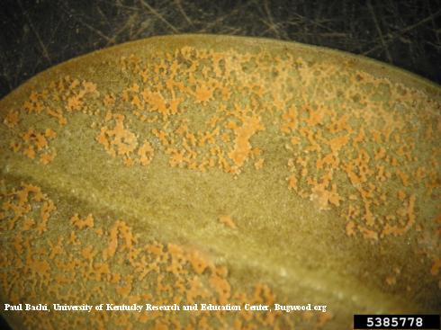 Pinkish orange, waxy spore-producing bodies (sporodochia) of Pseudonectria canker, or Volutella blight, <i>Pseudonectria rousseliana</i> =<i>Volutella buxi</i>, on the underside of a boxwood leaf.