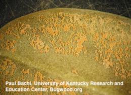 Salmon-colored fruiting bodies of Pseudonectria rousseliana on the underside of a leaf.