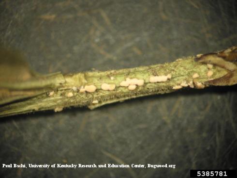 Pinkish orange, waxy spore-producing bodies (sporodochia) of Pseudonectria canker, or Volutella blight, <i>Pseudonectria rousseliana</i> =<i>Volutella buxi</i> on a cankered stem of boxwood.