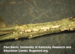 Volutella blight stem canker with fruiting bodies of the fungus.