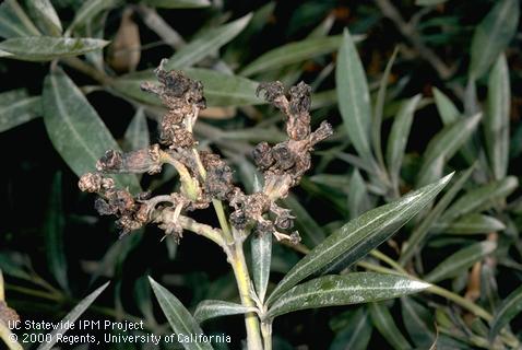 Oleander knot bacterial galls on oleander foliage caused by Pseudomonas savastanoi pv. nerii.