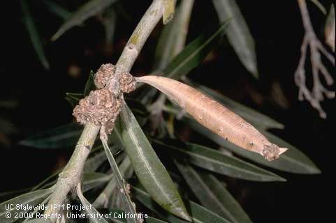 Oleander knot bacterial galls on oleander stem and leaves caused by Pseudomonas savastanoi pv. nerii.