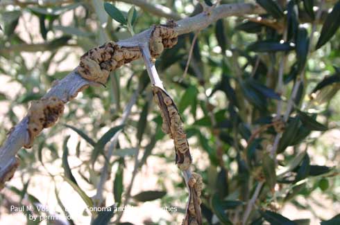 Olive knot, caused by the bacterium <i>Pseudomonas savastanoi,</i> on olive tree branches.