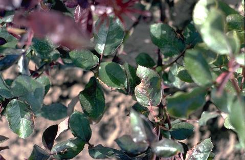 Downy mildew on a rose leaf.