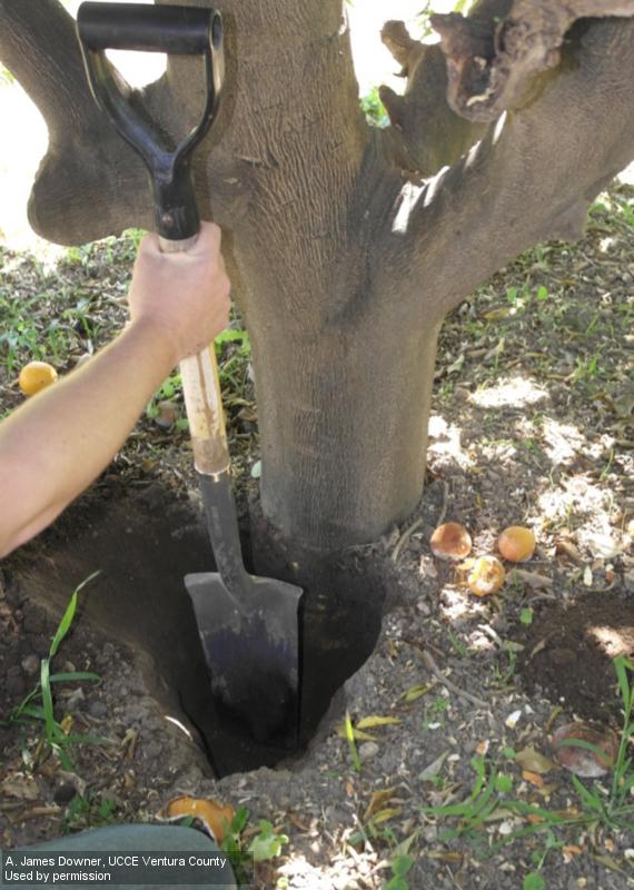 Phytophthora collar rot can be controlled by removing soil from the root collar.