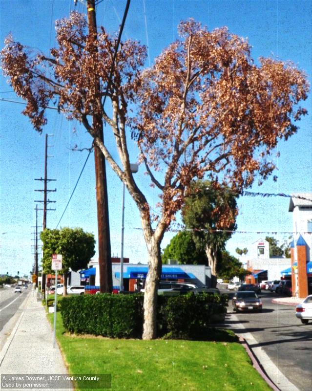 Phytophthora crown and root disease on a eucalyptus tree showing browned leaves on the canopy.