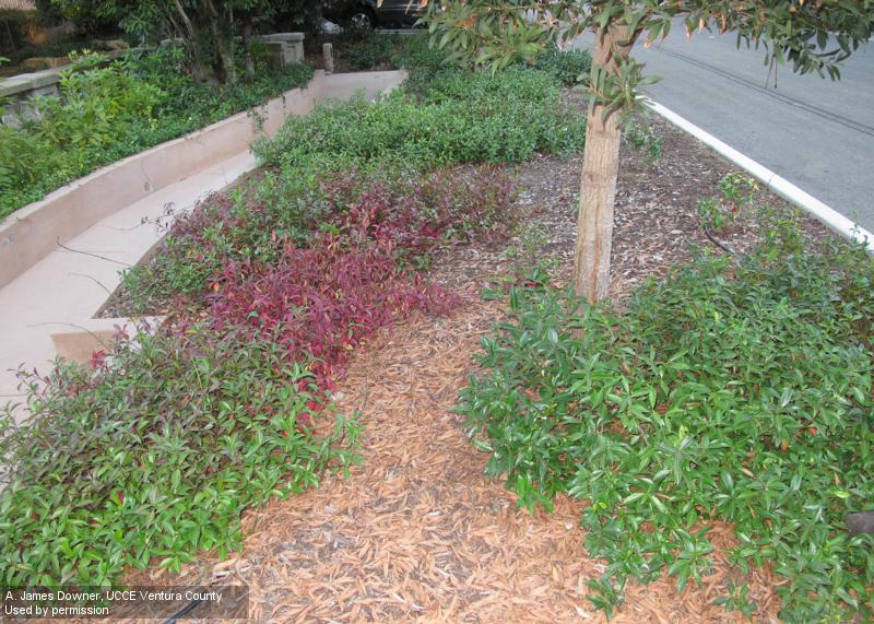 Purpling and reddening of older leaves can be a symptom of Phytophthora root rot, seen here in a star jasmine bed. Credit: A. James Downer, UCCE Ventura County A green landscape bed with a patch of purple plants. Credit: A. James Downer, UCCE Ventura County