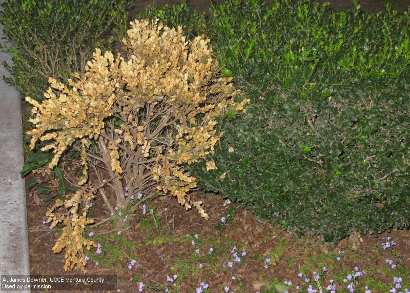Boxwood dying from Phytophthora root rot. Credit: A. James Downer, UCCE Ventura County A yellowed dead plant in a green landscape bed. Credit: A. James Downer, UCCE Ventura County