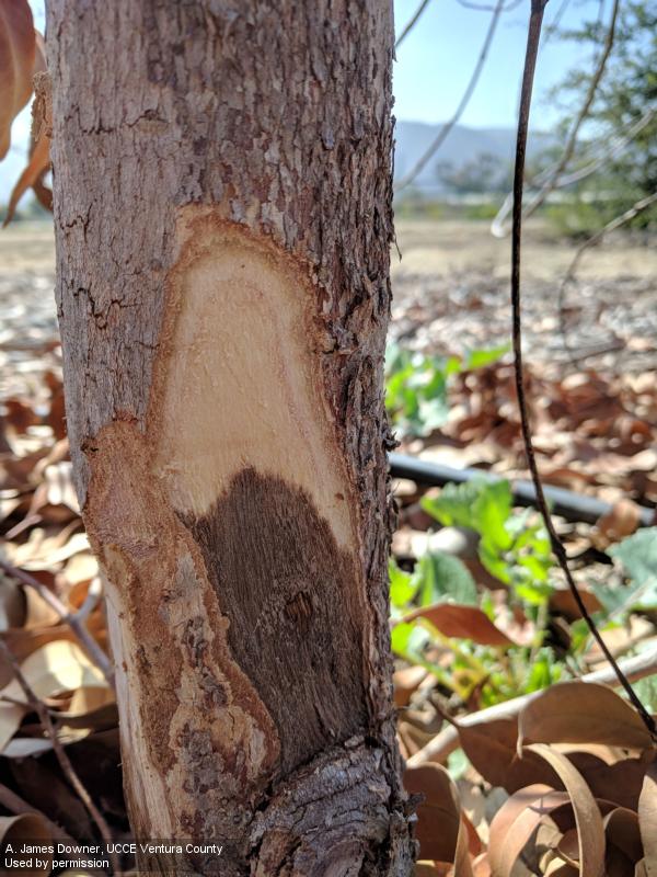 Darkened bark and wood caused by Phytophthora crown and root rot.