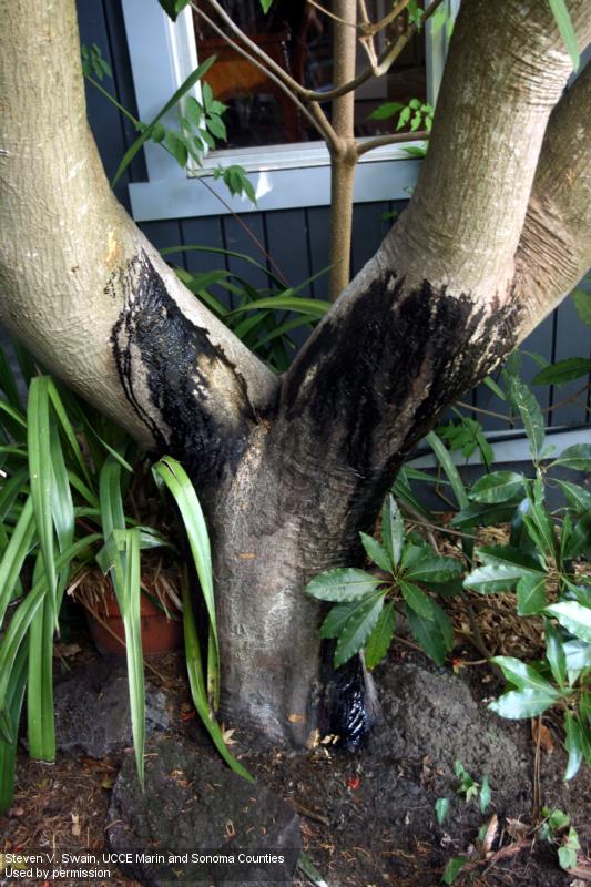 Bleeding on Japanese maple, <i>Acer palmatum</i> caused by <i>Phytophthora</i> sp.