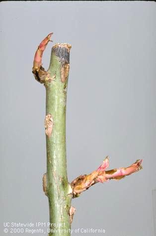 Branch damaged by Pythium sp.