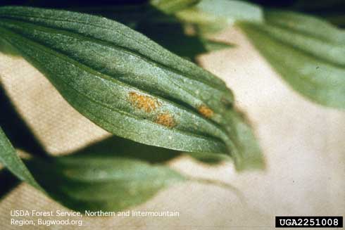 Orange telia (spore-forming bodies) of stalactiform rust, <i>Peridermium stalactiforme</i> =<i>Cronartium coleosporioides,</i> on Indian paintbrush.