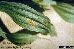 Stalactiform rust on Indian paintbrush