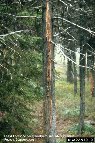 Trunk canker from stalactiform rust, <i>Peridermium stalactiforme</i> =<i>Cronartium coleosporioides,</i> on  pine tree.