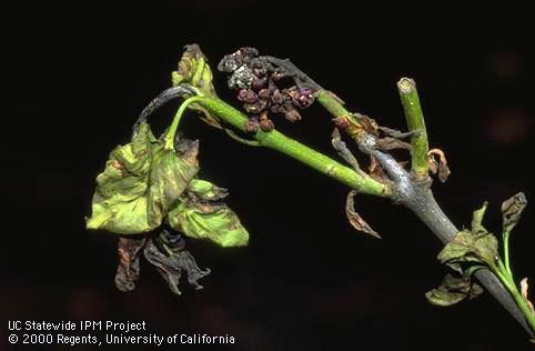 Wilted terminal leaves and blossoms on lilac infected by bacterial blight.