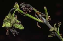 Wilted lilac leaves and blossoms