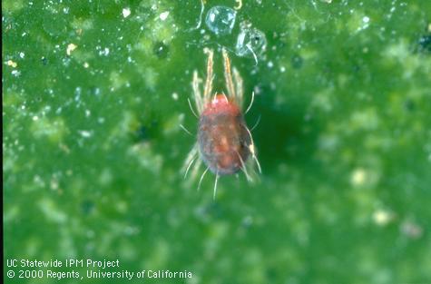 Adult citrus red mite.