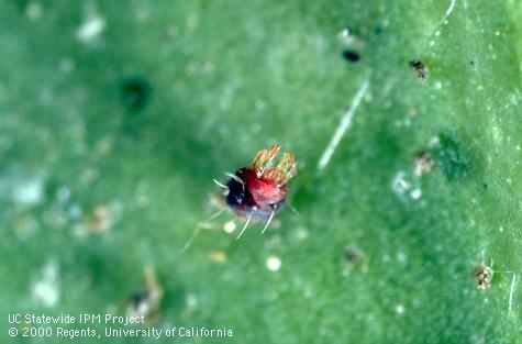 A citrus red mite, <i>Panonychus citri</i>, infected and killed by a naturally occurring arthropod virus.