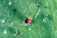  Citrus red mite virus