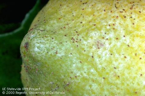 Tiny citrus red mites, <i>Panonychus citri</i>, feeding on the rind of a lemon.