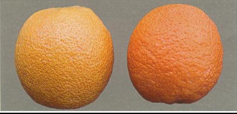 Bleaching, silvering, or stippling of navel orange (left) from high populations of citrus red mite, <I>Panonychus citri.</I> .