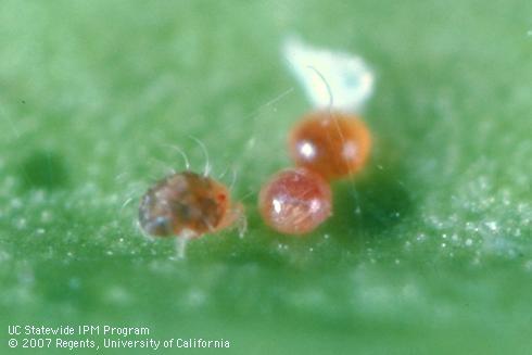 Eggs and nymph of citrus red mite, <I>Panonychus citri.</I>  .