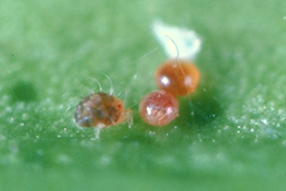 Nymph (left) and eggs of citrus red mite.