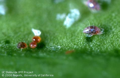 Egg of citrus red mite.