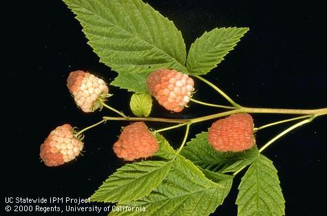 Raspberry drupelets that are dry and hard and failed to develop their mature color due to feeding of dryberry mite, <i>Phyllocoptes gracilis</i>.