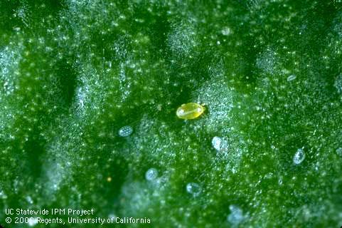 Adult, female broad mite, <i>Polyphagotarsonemus latus</i>, and her eggs laid in depressions of plant tissue.